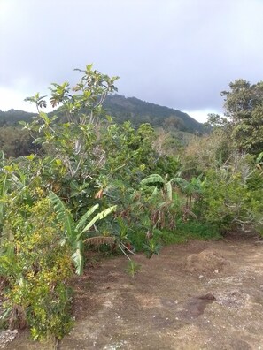 garden area