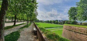 Pflanze, Wolke, Himmel, Baum, Natürliche Landschaft, Strassenbelag, Grundstueck, Gras, Freizeit, Strauch