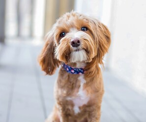 Dog Friendly
