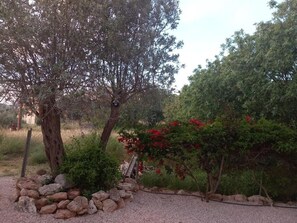 Our olive Tree at the entrance. 