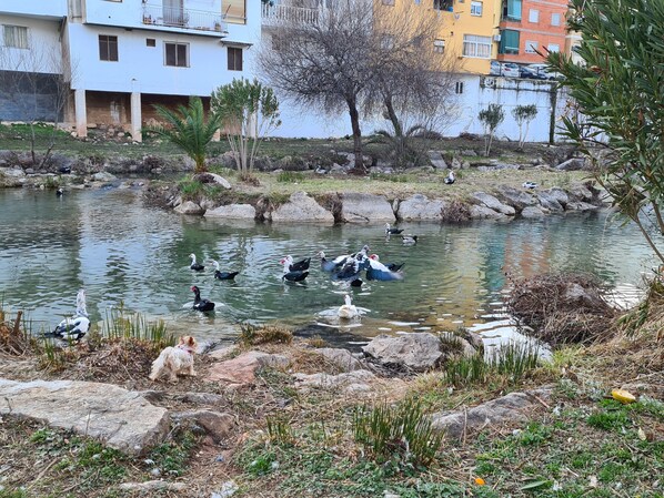 Divers