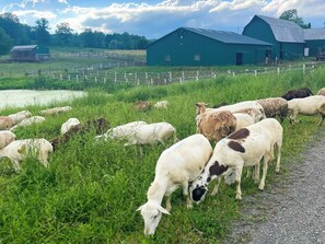 Working Farm | Goats & Chickens