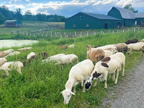 Working Farm | Goats & Chickens