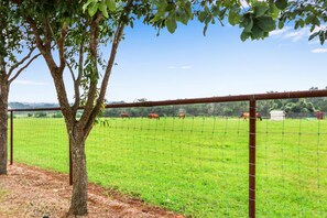 Enjoy sharing your Texas getaway with grazing cattle & horses!