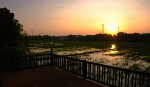 sunrise on the ricefield