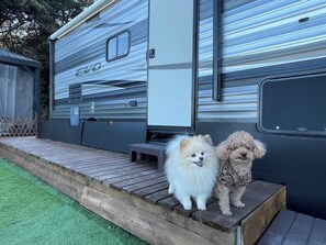 ・[Dome Tent E] We also have amenities for dogs.
