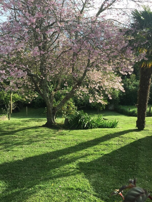 Back Garden