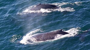 Whale Spotting@Captain Cook Lookout