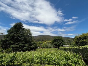 Spectacular views of the vineyard and surrounding mountain ranges.