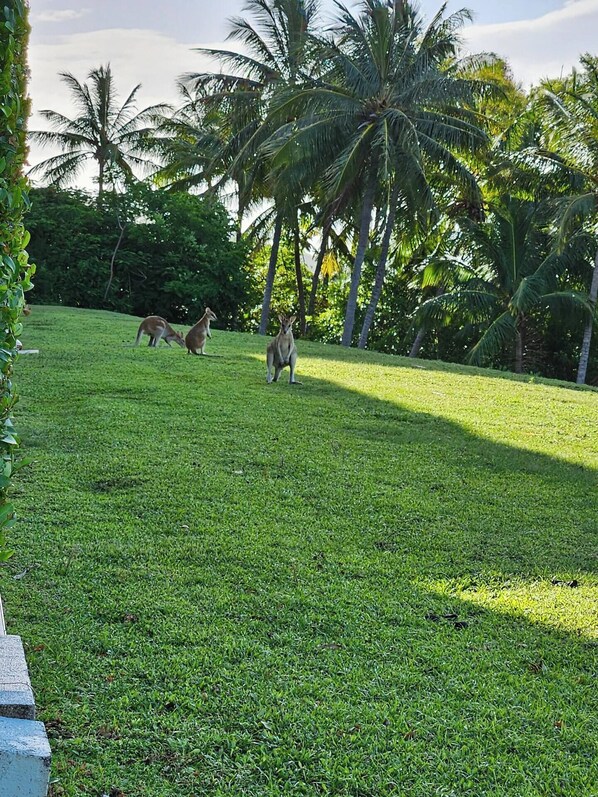 Property grounds