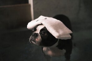 Hot spring for your pet dog