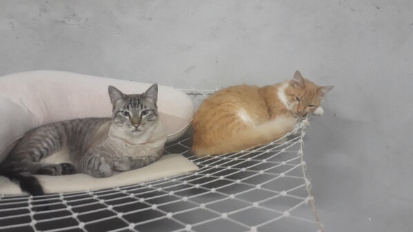 Espaços que os gatos adoram 