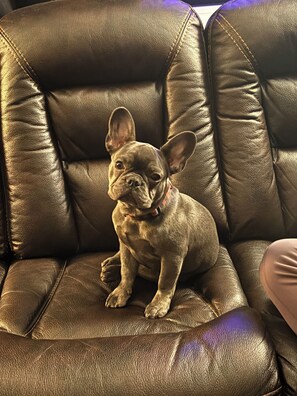 Hugo our 7 mth old Frenchie