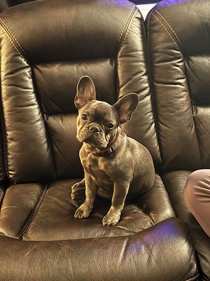 Hugo our 7 mth old Frenchie