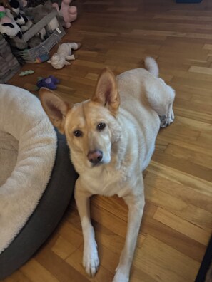 Stella our rescue who lives upstairs and loves everyone