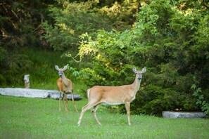 Wildlife at your back yard