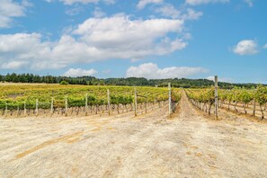 100-Acre Vineyard | Winery & Tasting Room On-Site