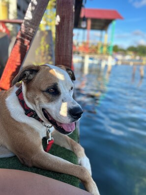 Pet-friendly
