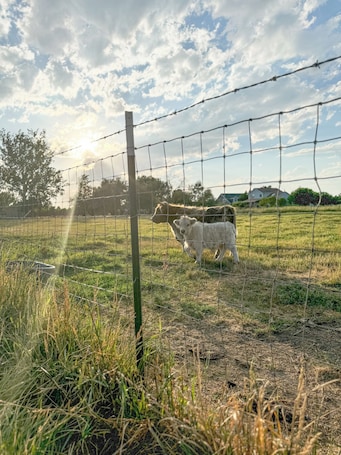 Animaux de compagnie acceptés