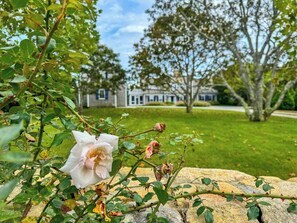 Roses on the stone wall