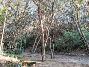 Branch, Leaf, Tree, Natural Environment, Wood, Vegetation, Twig, Brown, Trunk, Forest