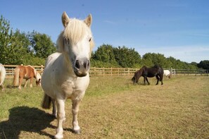 Redwings Sanctuary Rooms, Fritton - Host & Stay