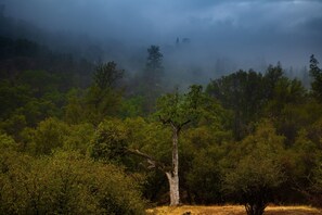 Cloudy misty day from backyard