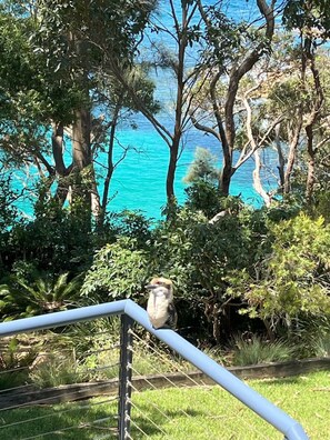 Kookaburra's are a regular part of the landscape
