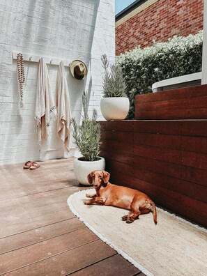 Pups love Wanda Wanda House as much as the people!
