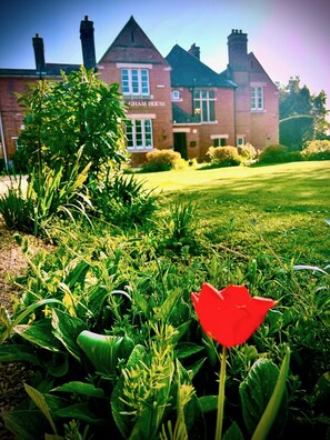 Spring tulips