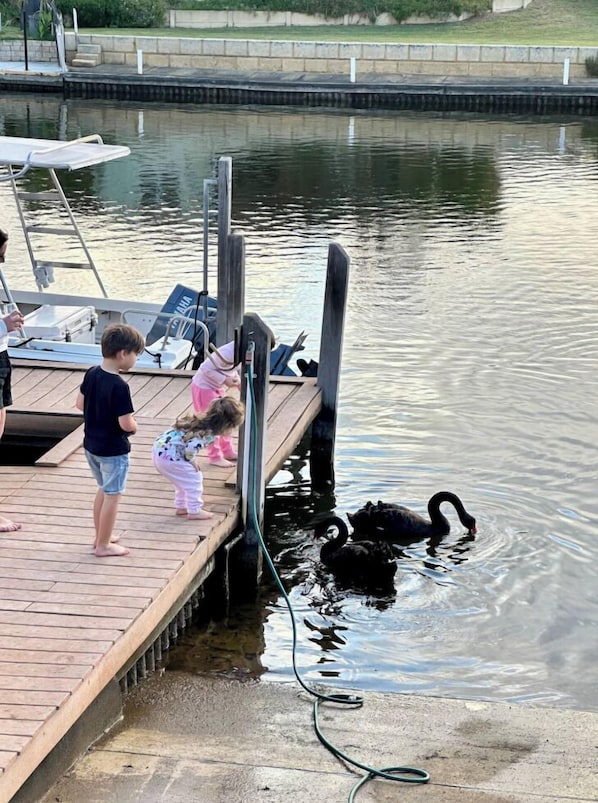 Swans are regular visitors.