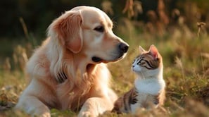 Animaux de compagnie acceptés