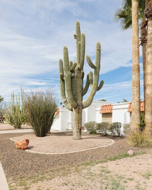 Front Yard
