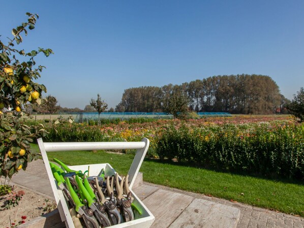Strauch, Garten, Plantage, Landwirtschaft, Rasen, Feld, Krautige Pflanze, Landscaping, Bauernhof
