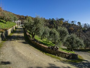 Baum, Vegetation, Strauch, Weg, Steigung, Boden, Walkway, Zaun, Pfad