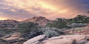 Rock, Nature, Outdoors, Vegetation, Scenery