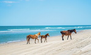 Carova Wild Horses