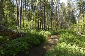 Back Area
