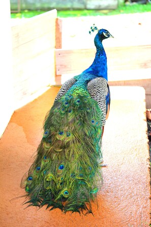 Resident male peacock, Azul, with stunning blue and green feathers!