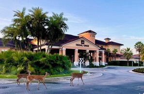 oh Deer! incredible wildlife 