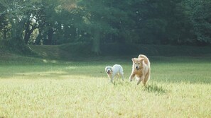 Animaux de compagnie acceptés