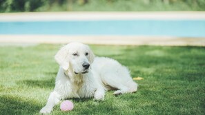 Animaux de compagnie acceptés