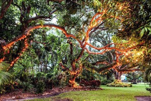 Our backyard comes alive at night with a majestic tree, draped in twinkling lights.