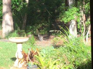 Spot the wallaby ?