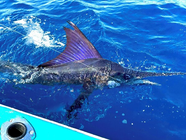 Peak marlin dates, Oct 19-26, 2025