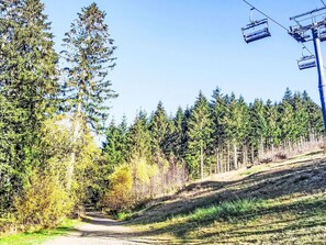 Blue, Tree, Forest, Public Utility, Cable Car, Larch, Woodland, Trail, Overhead Power Line