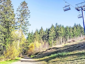Blue, Tree, Forest, Public Utility, Cable Car, Larch, Woodland, Trail, Overhead Power Line