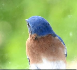 Bluebird keeping watch