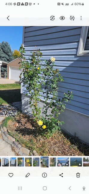Yellow rosebush out front