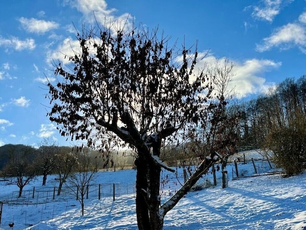 Trädgård